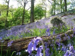 Bluebells at Barbooth Lot