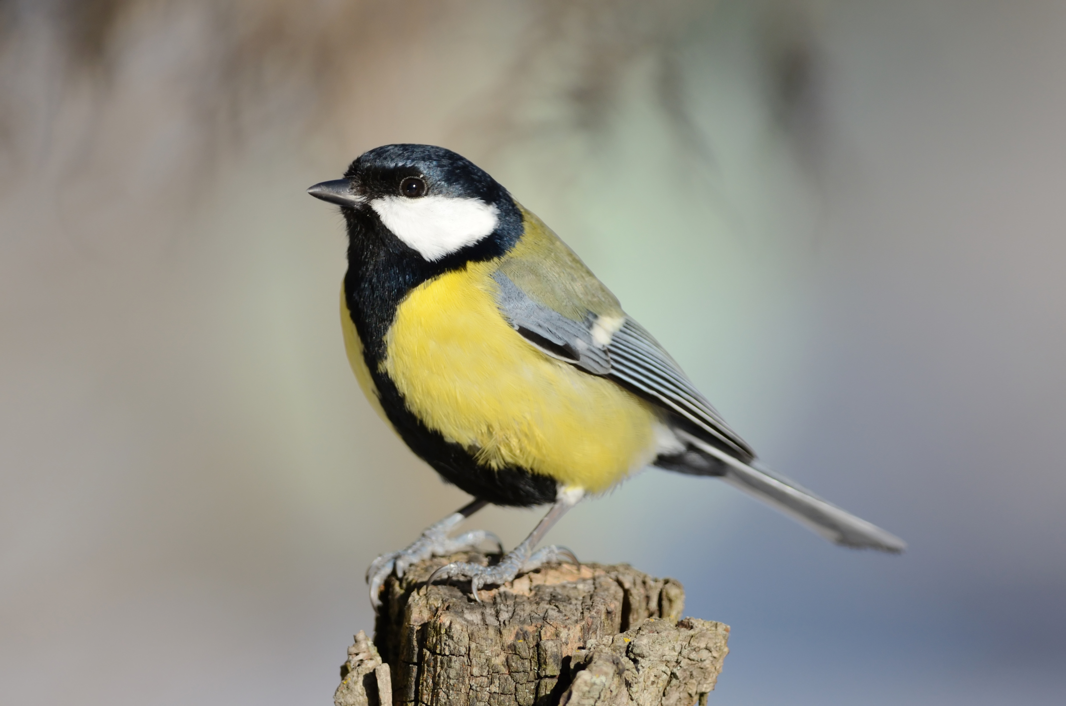 Dubwath Silver Meadows supports many different types of wildlife, including the Great Tit