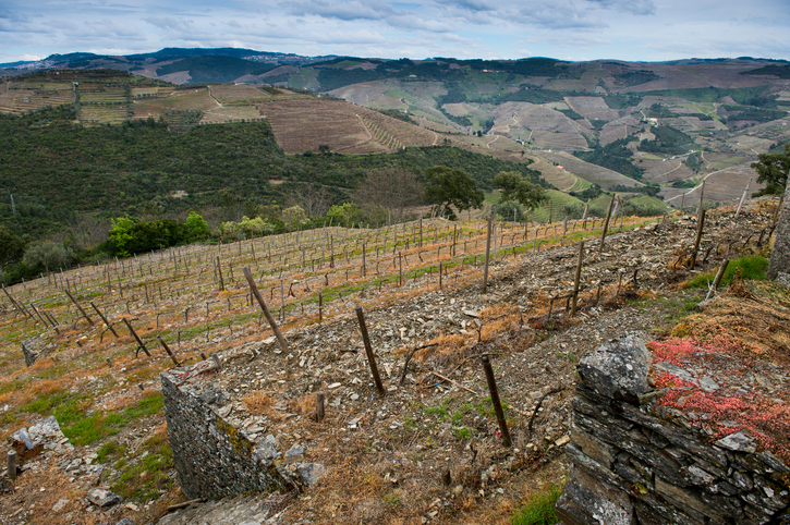 Vineyard hills in the river Douro valley, Portugal