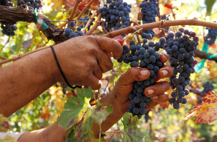 Pruning grapes by hand