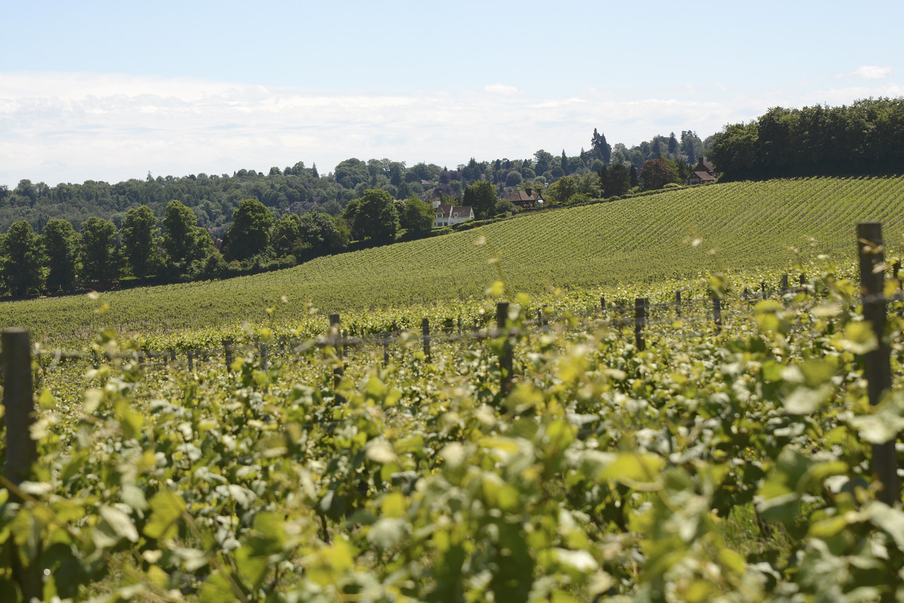 Vineyard in Surrey. England