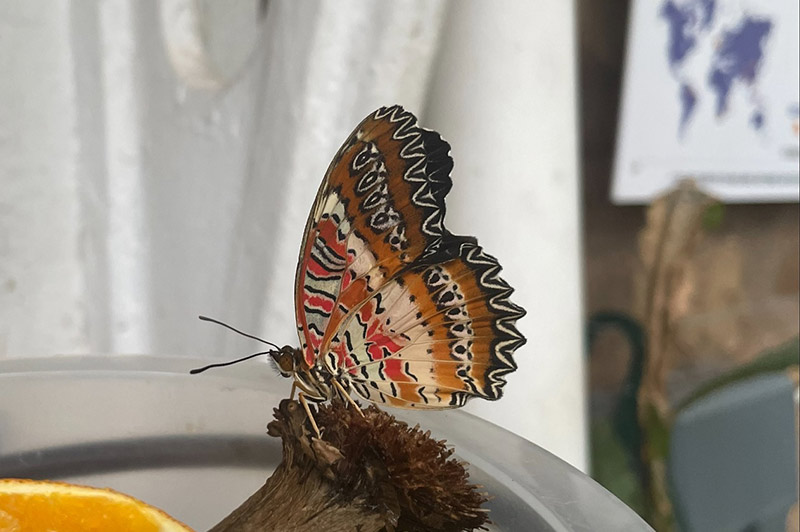 One of the colourful butterflies at The Butterfly House, Williamson Park in Lancaster.