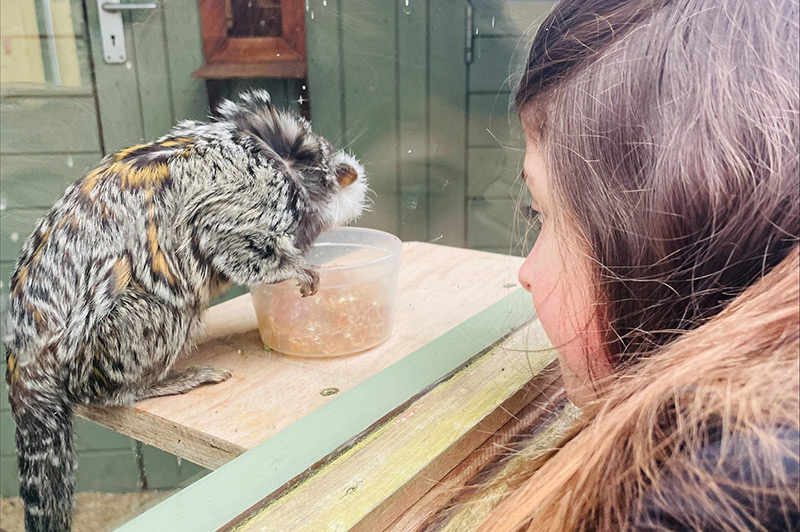 Taking a closer look at one of the animals in the mini zoo at Williamson Park, Lancaster.