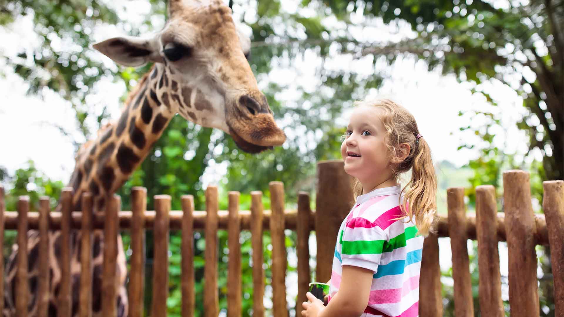 Giraffe and young girl